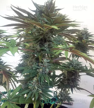 Bubble Bomb feminized seeds