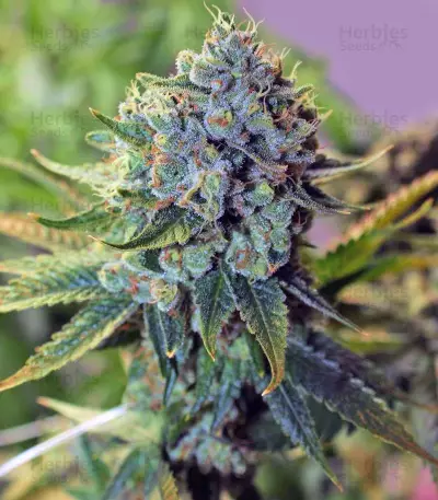 Buford OG Seeds