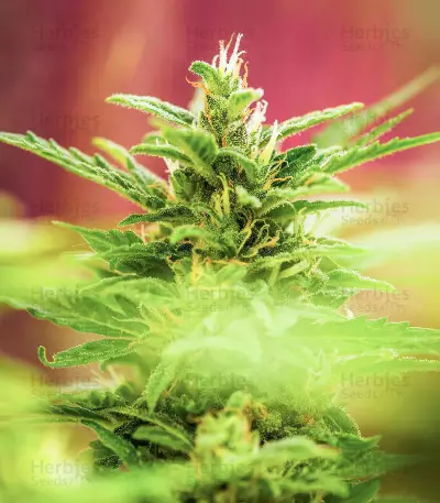 Graines féminisées de Choco Thai Auto (Herbies Seeds)