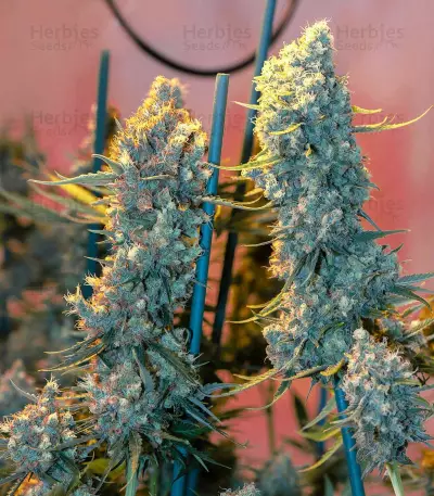 Critical Kush Seeds