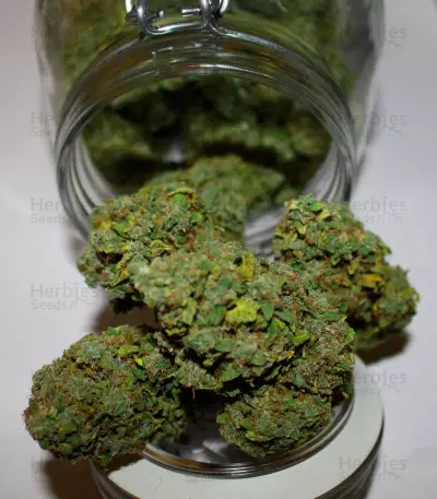 Graines de cannabis Fast & Vast Auto (Heavyweight Seeds)