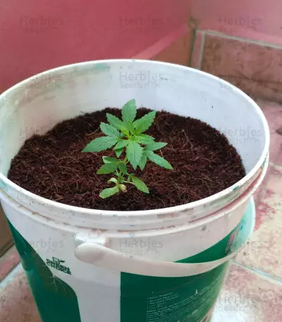 Graines de cannabis Five-O (Blackskull Seeds)