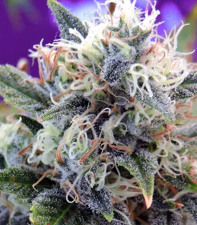 Girl Scout Cookies (Original Sensible Seeds)