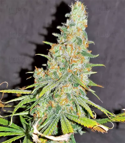 Graines féminisées de Gorilla Cookies (Big Head Seeds)