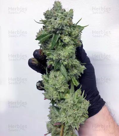 Green Crack Seeds (Cali Connection Seeds)