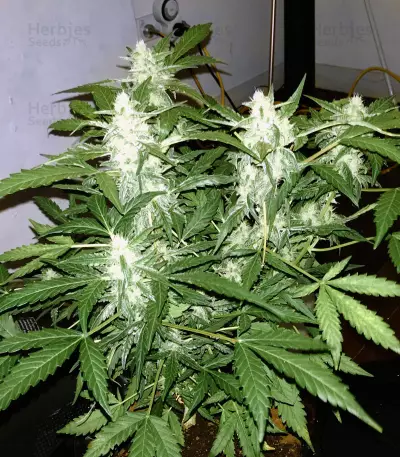 Green Crack Seeds (Blimburn Seeds)