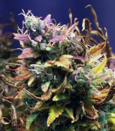Hubbabubbasmelloscope Auto Seeds