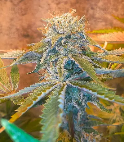 Karmarado OG Seeds