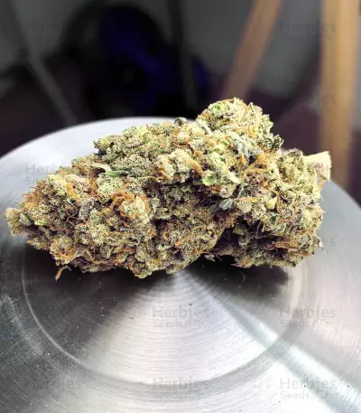 Kritikal Bilbo x AK47 Seeds