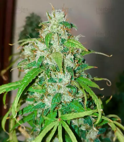 Kush Doctor Seeds