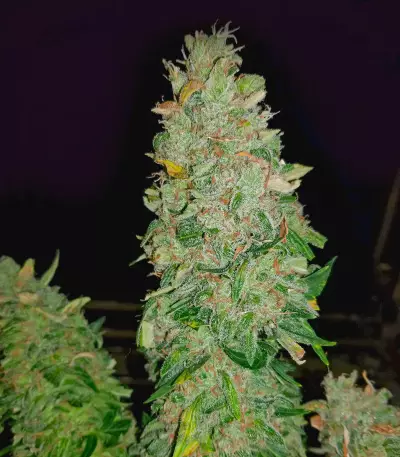 Lemon OG Kush Seeds