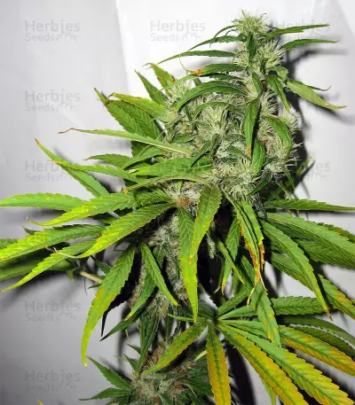 Mango Haze Regular seeds