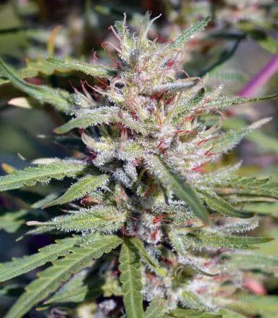 Semi femminizzati Nepal Jam