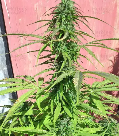 Northern Lights Seeds (Seedstockers)