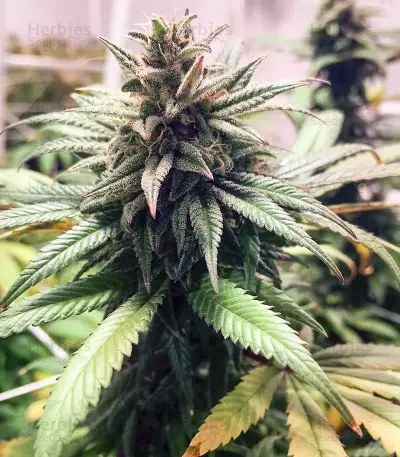 Peach Puree CBD strain