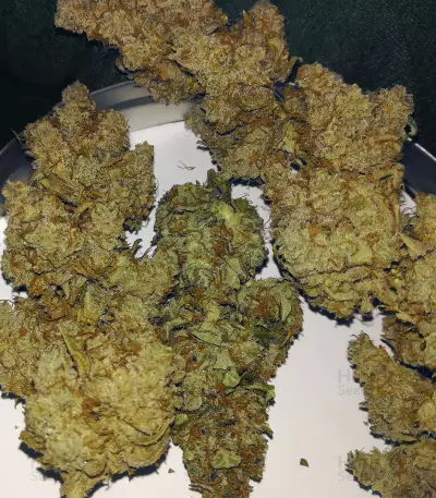 Semi femminizzati di Pineapple Glue