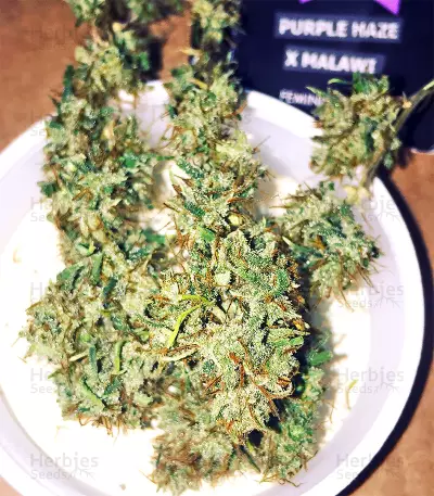 Semi femminizzati Purple Haze x Malawi