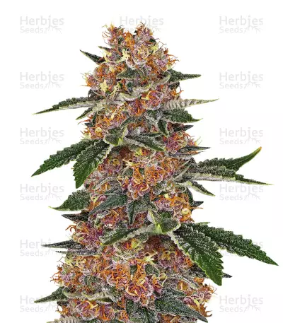Graines de cannabis Purple Punch (Big Head Seeds)