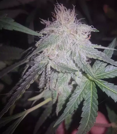 Runtz (Seedstockers)