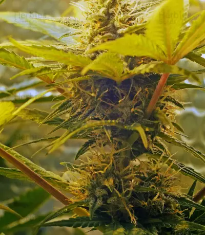 Skunk #1 Automatic (Sensi Seeds)