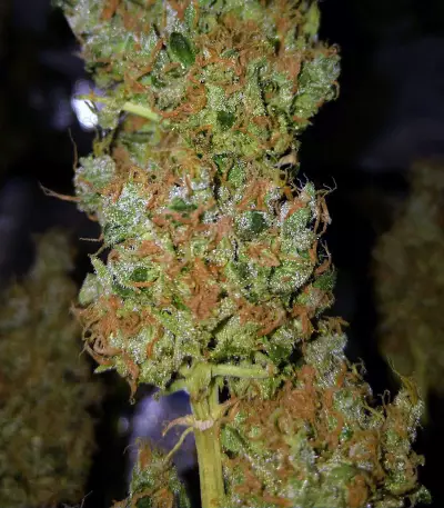 Graines de cannabis Sour Tangie (Reserva Privada)