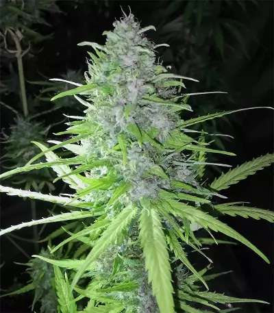 Graines de cannabis Speedy Chile Fast Flowering (RQS)
