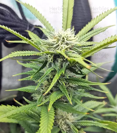 Strawberry Banana feminized seeds