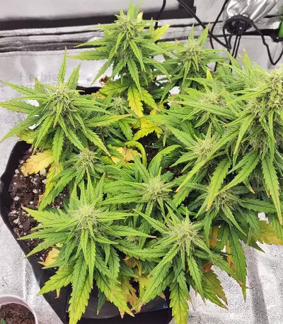 Strawberry Gum feminized seeds