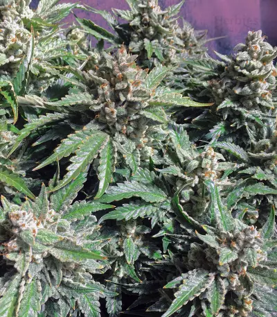 Strawberry Nuggets Auto Seeds