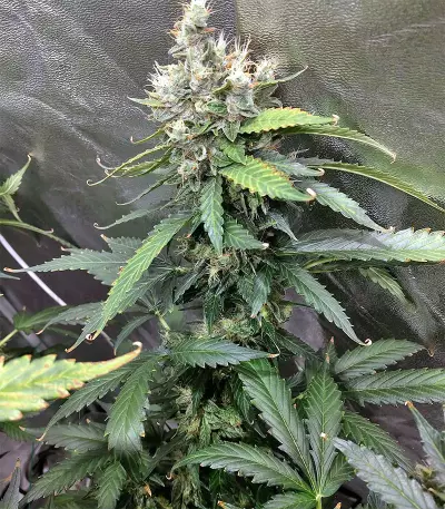 Super Skunk Seeds (Seedstockers)