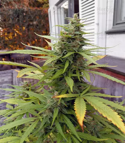 Tangerine Auto Seeds