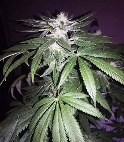 Wedding Gelato feminized seeds