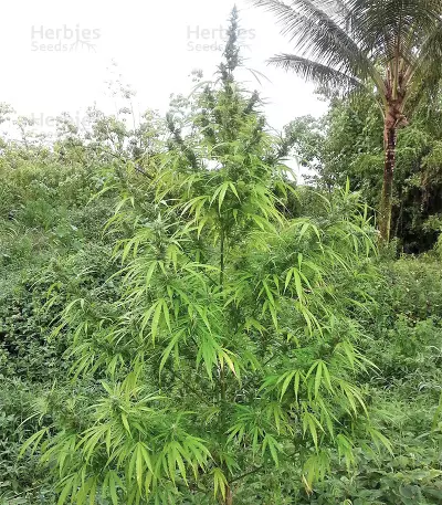 Zamaldelica Regular seeds