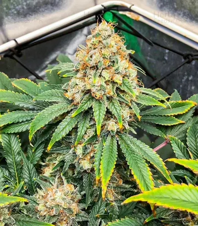 Blueberry OG Feminized Seeds (AlphaFem Seeds)