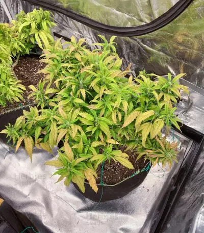 Buddha Kush OG Seeds