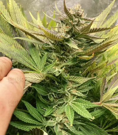 Caramelo Seeds