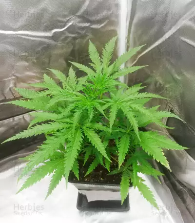 CBD Tonic (World of Seeds)