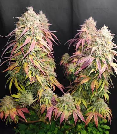 Cotton Candy Cane feminized seeds