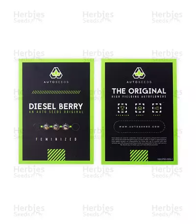 Diesel Berry Auto (Auto Seeds)