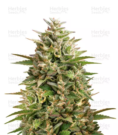 Double OG Haze (Pyramid Seeds) Cannabis-Samen