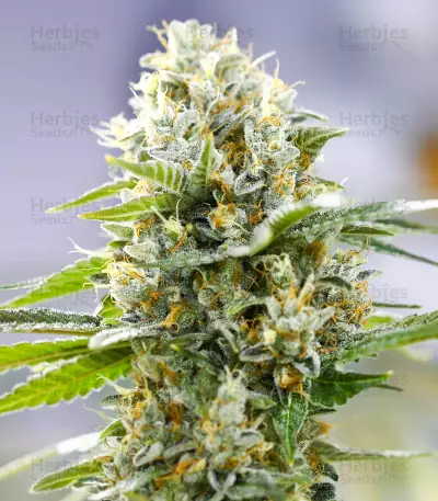 Lemon Haze Auto (Expert Seeds) Seeds