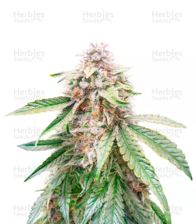 Lemon Kush Feminized Seeds (Herbies Seeds USA)