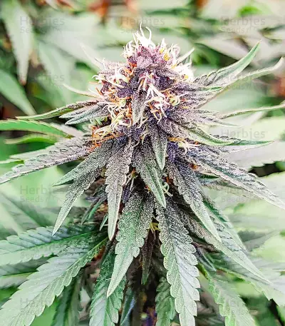 Punch Cookies Seeds (AlphaFem Seeds)