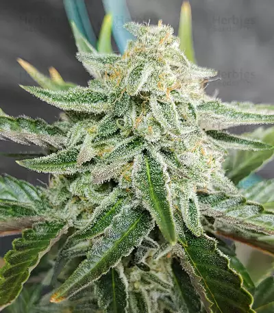 Purple Punch Seeds (Fast Buds)