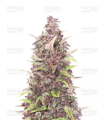 Purple Punch Feminized Seeds (Herbies Seeds USA)