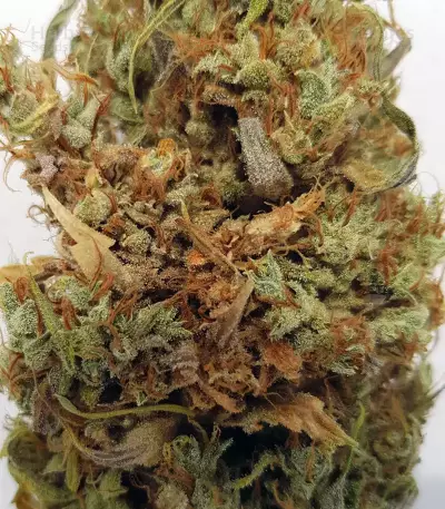 Amnesia Mac Ganja Seeds