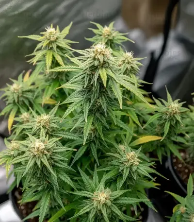 Auto White Widow XXL feminized seeds