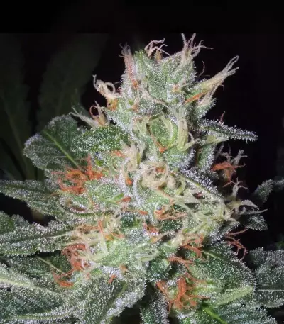 Big Bud feminized seeds (Seedstockers)