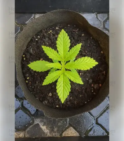 Blue Skunk Seeds
