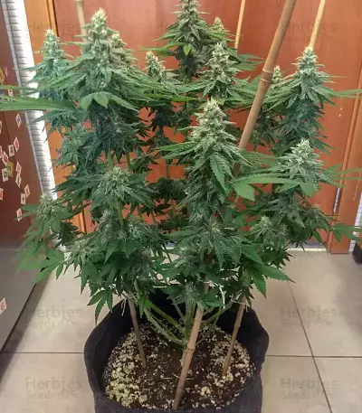 Bruce Banner #3 semi femminizzati (Blimburn Seeds)